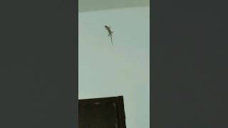 lizard catching the mosquitoshortsviral shortvideo lizard [upl. by Teena]