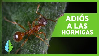 Cómo ELIMINAR HORMIGAS del Jardín o Huerto 🐜🌳 10 Métodos Caseros y Ecológicos [upl. by Refotsirhc]