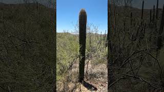 Just a Saguaro 1 [upl. by Ellevel949]