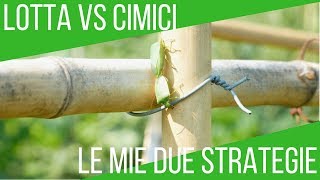 Eliminare le cimici dai pomodori le due soluzioni bio  ORTO E GIARDINAGGIO [upl. by Neik584]