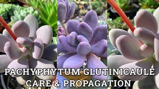 Pachyphytum Glutinicaule Sticky Moonstones Care amp Propagation [upl. by Pallaten165]