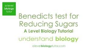 Benedicts test for Reducing Sugars Alevel Biology OCR A Eduqas Edexcel AQA [upl. by Nomyar]