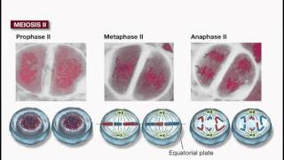 Meiosis [upl. by Hansen]