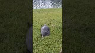 Fully grown Florida softshell turtle scampers to the lake [upl. by Alpheus]