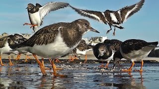 Videos for Cats to Watch  Turnstone Birds [upl. by Eerac]