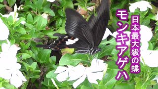 Healing time モンキアゲハ（紋黄揚羽、 Papilio helenus）～日本最大級のチョウ～ [upl. by Correy196]