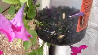 Controlling Flies in the Coop  Captivator Fly Trap Review [upl. by Booker]