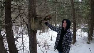 Squirrels Fill The Traps While Coyote Wolf Lynx and Marten Trapping [upl. by Domela]