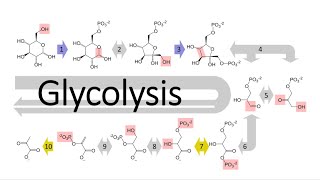 Glycolysis [upl. by Nivek901]