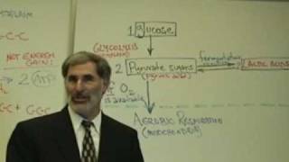 Professor Fink explains CELLULAR RESPIRATION Part 4 Glycolysis amp Fermentation [upl. by Leaper192]