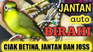 CIAK JOS BETINA DAN JANTAN  PEKATIK ANDELAN [upl. by Nylyahs]