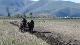 Plowing with horses in Eastern Washington [upl. by Citron]