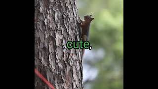 Squirrels The Unexpected Forest Dangers squirrel shorts nature usa [upl. by Otrevire717]