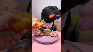 Mommy Dear Dog Food is Precious Item in the World Respect it in whole life cute pet eating food [upl. by Peterus]