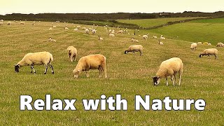 Videos for Dogs  Relax Your Dog TV  9 HOURS of Sheep Relaxation  Relax with Nature [upl. by Douville679]