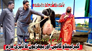 Subhan Dairy Farm  Girlando Cow  Girlando Heifer  Cow For Sale New Video  Pk Janwar Mandi [upl. by Oram159]