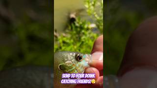 I Hooked a Baby Sunfish by its Fin… Catch and Release masterangler fishingaddict fishing [upl. by Layol]