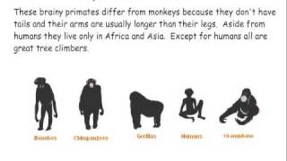 Primate Classification [upl. by Osborne204]