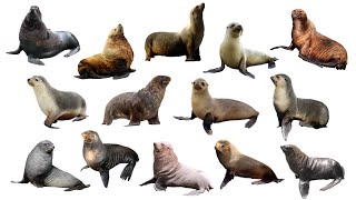 Species of Sea Lions  Fur Seals  Eared Seals  Family Otariidae [upl. by Kyred]