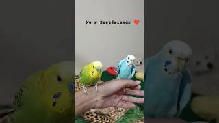 The World’s Cutest Budgie Birds shorts birds viralvideo animal funny enjoy music [upl. by Gallager]