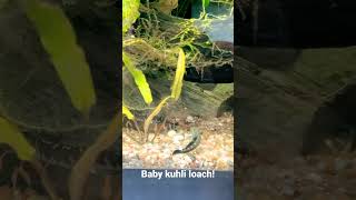 Too cute Baby kuhli loach [upl. by Ahsinyd891]