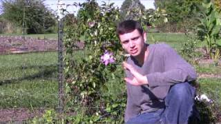 Clematis Care Tips StepByStep Gardening [upl. by Aryamoy]