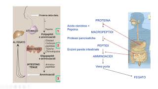 26 Digestione proteine ed assorbimento amminoacidi [upl. by Alexia]