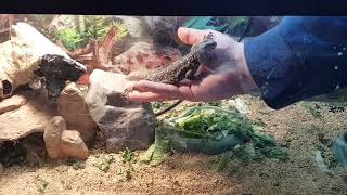 Uromastyx reptile lizard care how to set up habitat feeding bedding lighting [upl. by Templa]