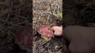 Boletus pinicola boletus nature mushroom [upl. by Anilet]