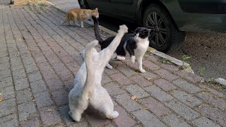 Angry White Cat brutally Attacking and slapping other Cats [upl. by Eissed995]