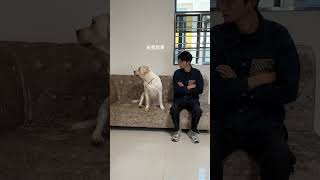 Another day of quarreling with the dog How can this dog act like a human Labrador [upl. by Dayle357]