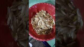 RASA NYA KRIUK2 GORENG WADER BENING TINGGAL GORENG [upl. by So175]