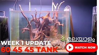 മലയാളംTank Update  Week 1 of 6045 tank Diatoms and white fugus on woods  Malayalam [upl. by Mandler]