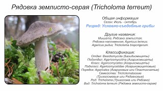 Рядовка землистосерая Tricholoma terreum [upl. by Hillery]