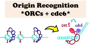 DNA Replication Eukaryote INITIATION  Origin Recognition by ORCs and cdc6 [upl. by Adim]