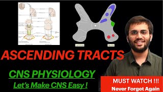 Neuroanatomy Ascending Tract CNS Physiology Spinothalamic Tract Spinal Cord Explanation  Mnemonic [upl. by Ledif]