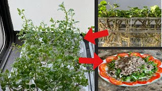 Growing Watercress In Containers Easy Urban Farming [upl. by Prasad]