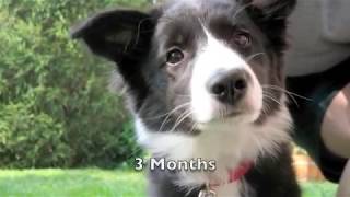 Scrappy the Border Collie Puppy [upl. by Oitaroh]