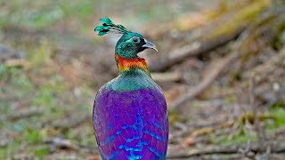 Himalayan Monal The Shining Beauty [upl. by Elrem304]