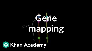 Gene mapping  Biomolecules  MCAT  Khan Academy [upl. by Cindelyn548]