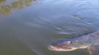 Big musky slams glider boat side [upl. by Vel]