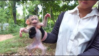 New abandoned baby monkey [upl. by Stefa]