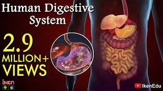 Learn About Human Digestive System  Animation Part 1 iKen  iKen Edu  iKen App [upl. by Ecnirp]