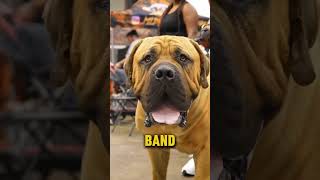 Pitbull Vs south African mastiff viral pitbull dangerdog dog animals guardog guardiandog [upl. by Anavoj]