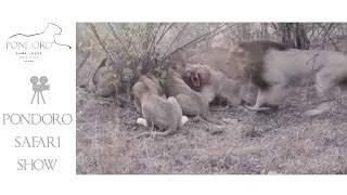 Lions killing a waterbuck at Pondoro Lodge in Kruger Park [upl. by Liartnod]