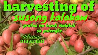 Harvesting of SUSONG KALABAWprutas na hindi mabibili sa palengke NATURE AGRICULTURE [upl. by Ecneitap]