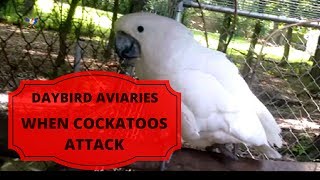 COCKATOO ATTACKS KEEPER  The REAL Angry Birds [upl. by Palmira543]