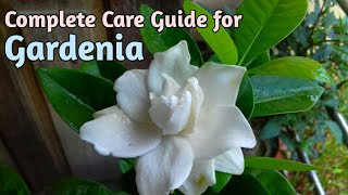 All About GardeniasHow to Grow Gardenia PlantGardenia CareGardenia Plant Care [upl. by Meisel977]