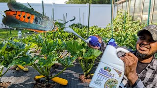 How To Use Neem Oil  Against Squash Vine Borers  NEEM MAX Deadliest Moth To Your Garden [upl. by Kassity288]