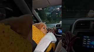 Car ride set agalasimba🐶😂🤣vomit vara mathiri irukum pola🤢🤮doglover labradorlovers [upl. by Vinn176]